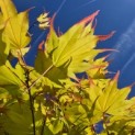 Acer palmatum 'Tsumabeni' - 1