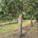 Sequoiadendron giganteum 'Glaucum' - Foto 7