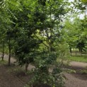Carpinus betulus - 1
