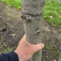 Prunus laurocerasus 'Novita' - Foto 2