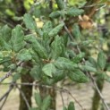 Quercus Suber - 2