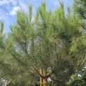 Pinus Pinea - Foto 2
