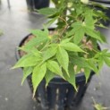 Acer palmatum 'Osakazuki - Foto 4