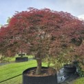 Acer palmatum 'Garnet' - 6