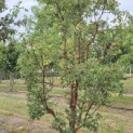 Acer griseum - Foto 1