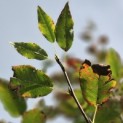 Amelanchier arborea 'Robin Hill' - 1