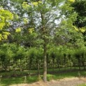 Gleditsia triacanthos 'Sunburst' - 2