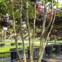 Quercus ilex - 3