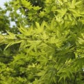 Acer palmatum - Foto 4