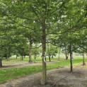 Carpinus Caroliniana - 2