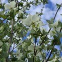 Cornus kousa - 1