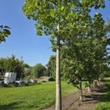Liriodendron tulipifera - 1