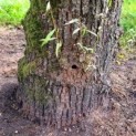 Salix Alba Knotwilg ECO-BOOM