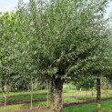 Salix Alba Knotwilg ECO-BOOM