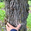 Salix Alba Knotwilg ECO-BOOM