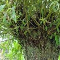 Salix Alba Knotwilg ECO-BOOM