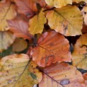 Fagus sylvatica 'Atropunicea' - 2 impressie bruine/rode beuk herfst