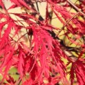 Acer palmatum 'Garnet' - impressie herfstkleur