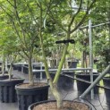 Acer palmatum 'Osakazuki' - Foto 3
