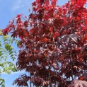 Acer palmatum 'Bloodgood' - 3