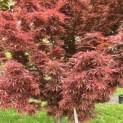 Acer palmatum 'Jerre Schwartz' - Foto 2