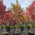 Liquidambar styraciflua - 5