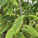 Acer carpinifolum - 4