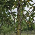 Magnolia 'Heaven Scent' - Foto 1