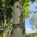 Platanus cultivar - Foto 3