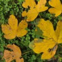 Acer campestre 'Green Column' - impressie herfstverkleuring