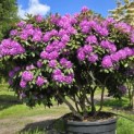 Rhododendron 'Catawbiense Boursault' - 2