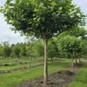 Platanus hispanica - Foto 4