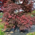 Acer palmatum 'Tamukeyama' - Afbeelding 3