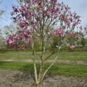 Magnolia 'Susan' - 1