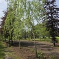 Salix x sepulcralis 'Chrysocoma' - 1