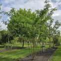 Gleditsia triacanthos ‘Inermis' - 2