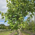 Acer rubrum 'Summer Red' - 2