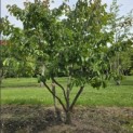 Parrotia persica - 2