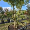 Acer palmatum - Foto 1