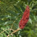 Rhus typhina - Foto 2