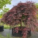 Acer palmatum 'Garnet' - Foto 6