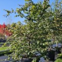 Parrotia persica - 3