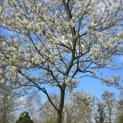 Amelanchier lamarckii - 5