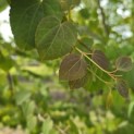 Cercidiphyllum japonicum - Foto 1