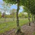 Carpinus betulus - 1