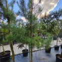 Pinus sylvestris - Foto 1