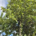 Quercus ilex - 3
