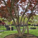 Acer palmatum 'Atropurpureum' - Foto 3