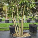 Quercus ilex - 4