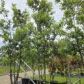 Quercus ilex - 8